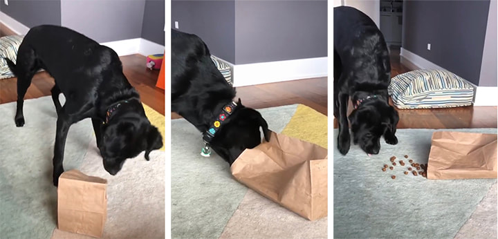 The Best Dog Enrichment Toy Is a Rolled-up Towel Filled With Treats