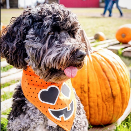 14 Fun Fall Activities for Dogs (and Their People)
